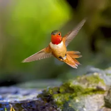 Jakie są gatunki kolibrów?