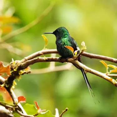 Jakie są wyjątkowe źródła pożywienia dla kolibrów w miejskich parkach i ogrodach?