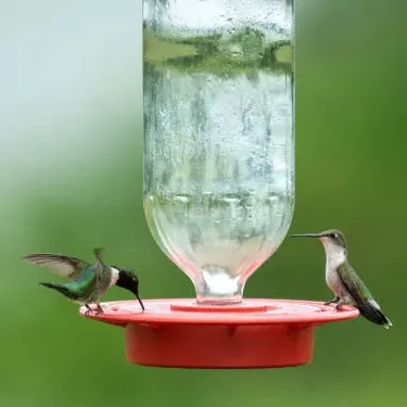 Jakie są różnice w zasięgu między różnymi gatunkami kolibrów?