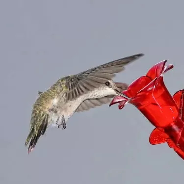 O której godzinie lubią jeść kolibry?