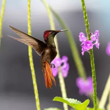 Jakie jest ekologiczne znaczenie kolibrów?